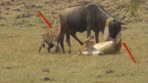 洪荒之力导航福利 希望快速定位所需工具或信息