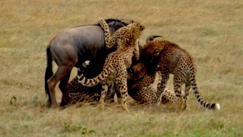 幼女视频. 幼幼视频. 小女孩