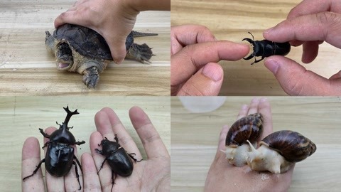 城市猎人漫画在线 猎人愉快地重温这部传奇漫画