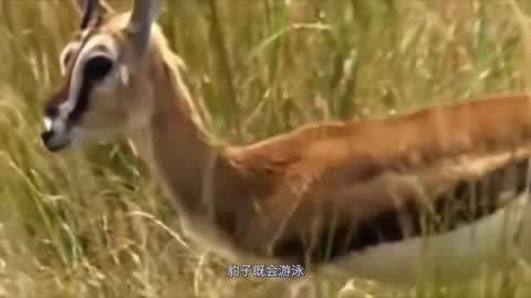 最新 视频 “某品牌发布会视频”）