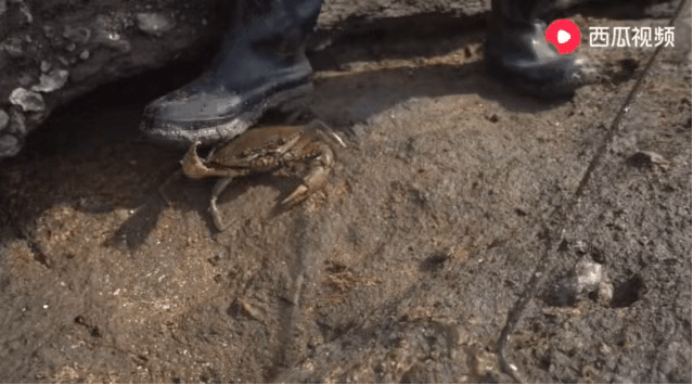 冉宝28号视频高清