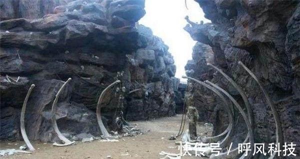 小牛视频 小牛视频小牛视频功能强大