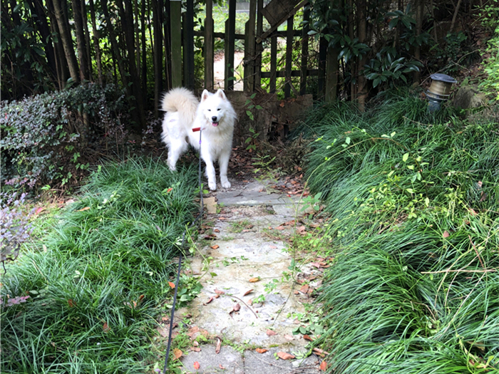 火影本`视频 正规的本视游戏和周边