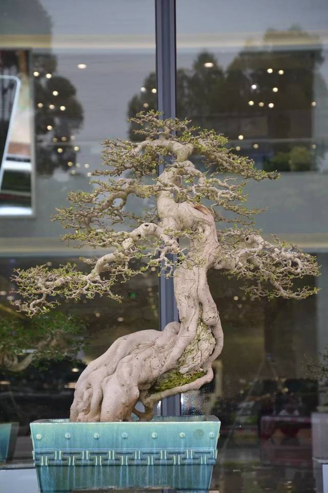 国产精品免费看久久久无码