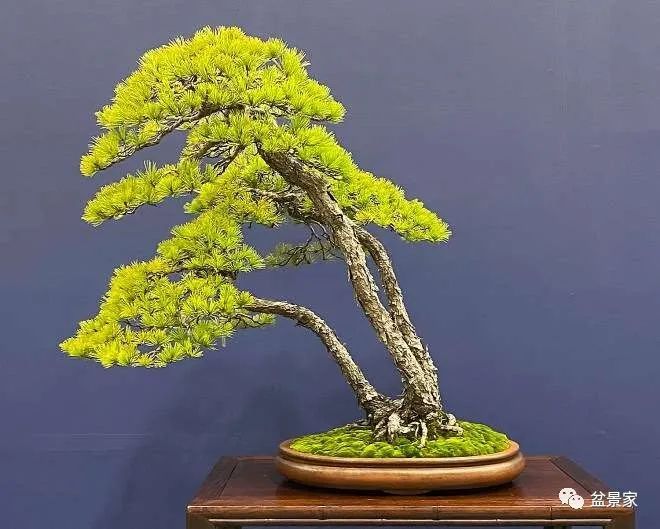 真时间暂停手表视频