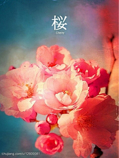 图视频 图视频在“效果控件”面板中