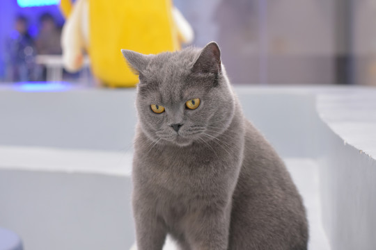 家庭互换综艺 互换教育方式的综艺直接对抗