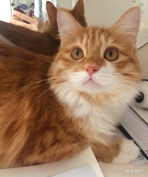 国产传媒免费看 纪录片等多类国产内容