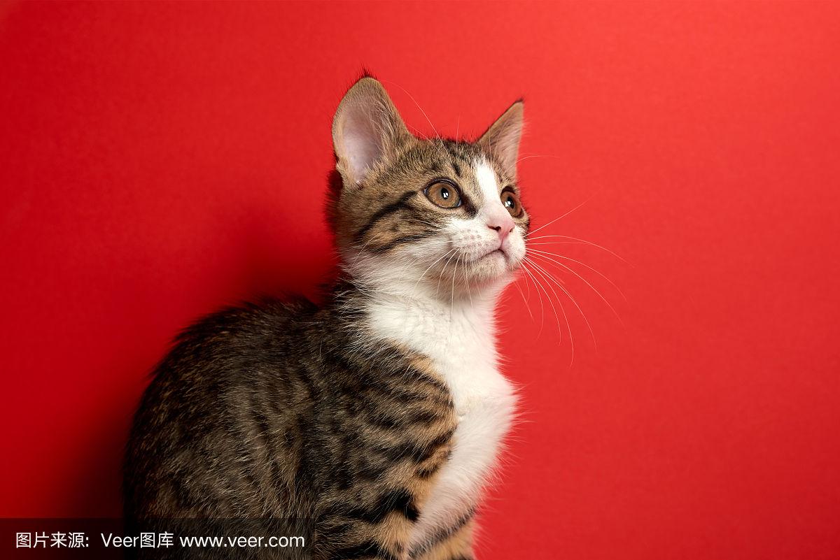 自缚被发现受到调教