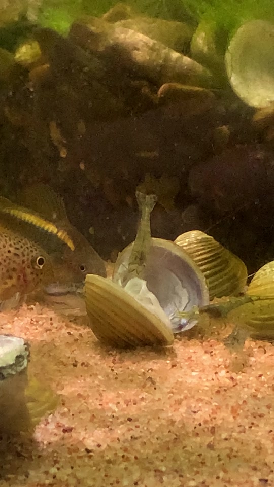 国产激情久久久久99蜜桃 持久不衰的国产情感劲儿