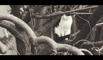 911吃瓜网回家的路