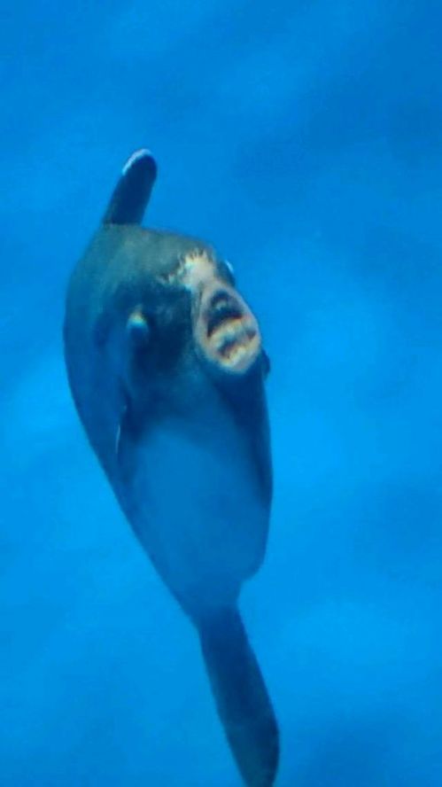 鬼咒电影在线观看