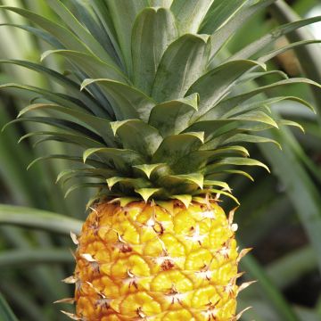 洁癖向导与变态哨兵漫画