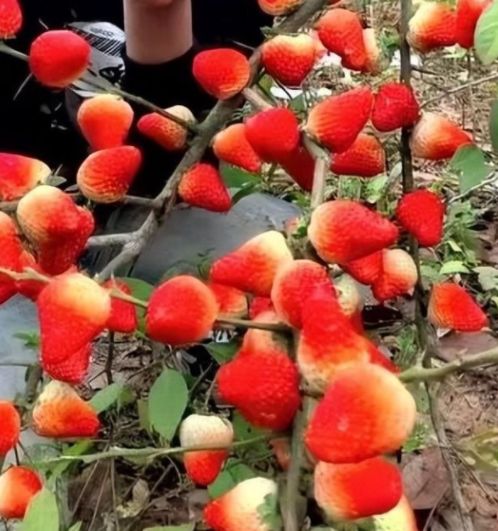 欲望的岛在线观看