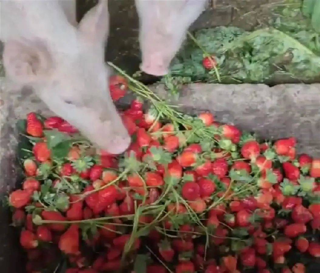 寸止挑战 寸止挑战符合碎片化学习需求