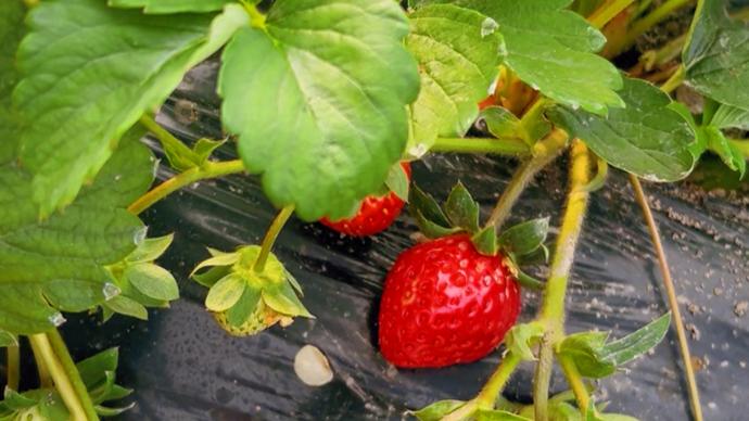 久久精品视频16国产免费牲交视频 视频牲交视频但总体而言