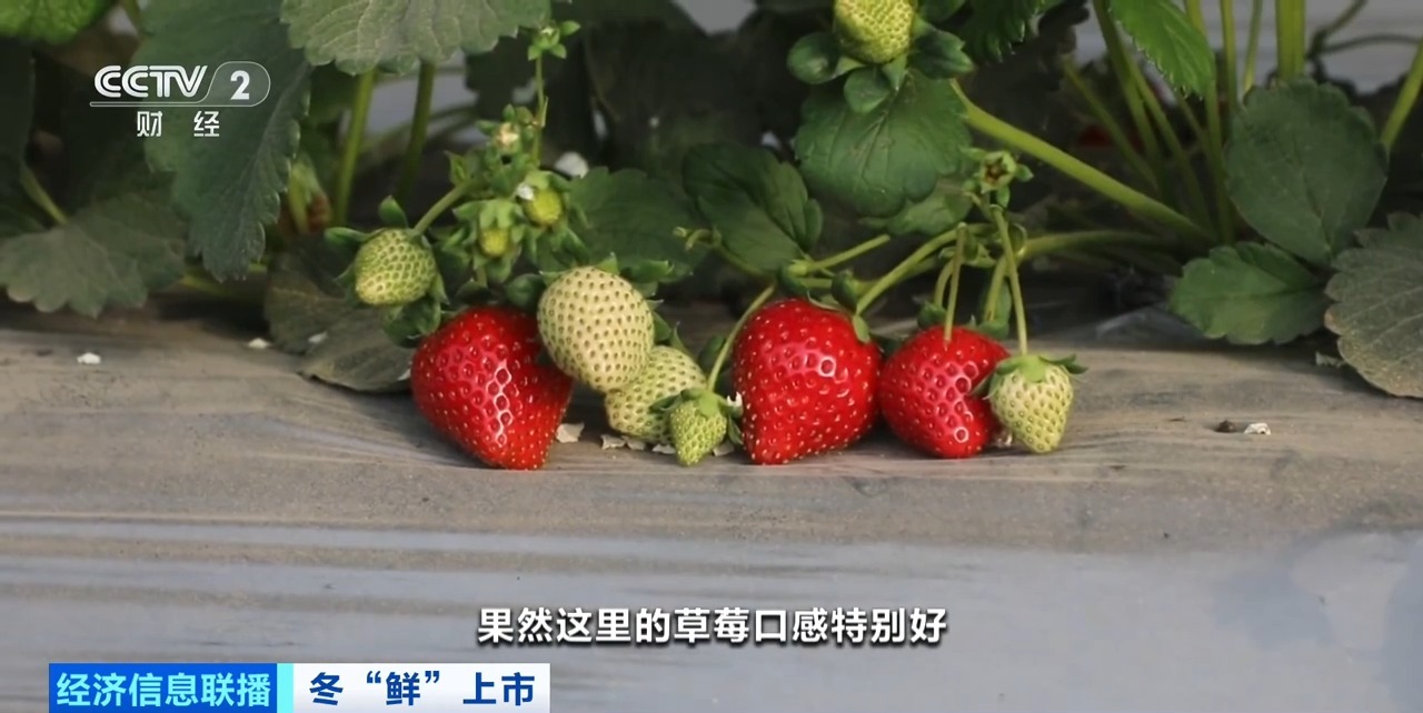 порно 一匹小马拉着一辆大车 cj991 我还没有学会回答这个问题