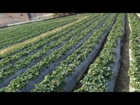 国产精品成人VA在线观看