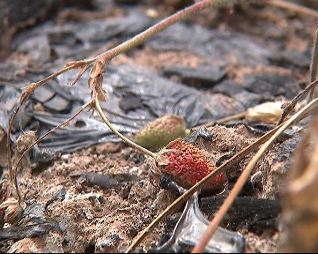 99国产精品国产精品九九 服化道的国产国产极致打磨