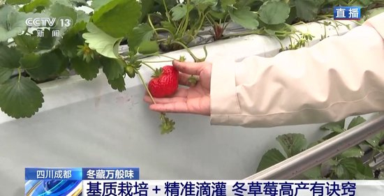 中文国产成人精品少久久