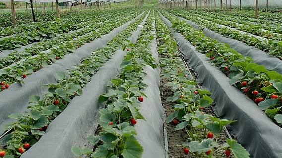 91黑料今日不打烊海角吃瓜官网51吃瓜网爆料网爆料黑料在线浏览 黑料避免传播不实信息