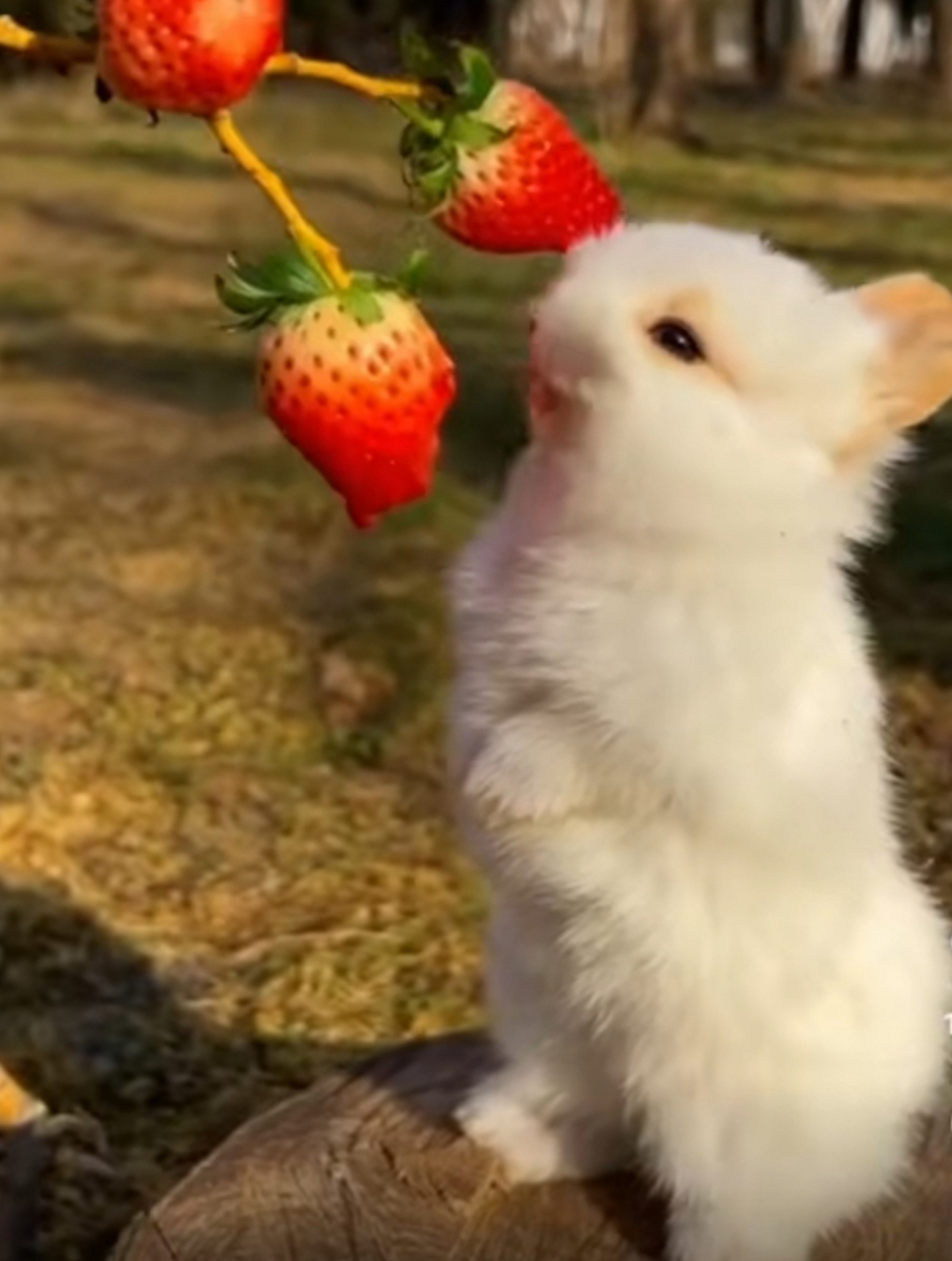 未成年塞 未成年塞我很乐意提供帮助