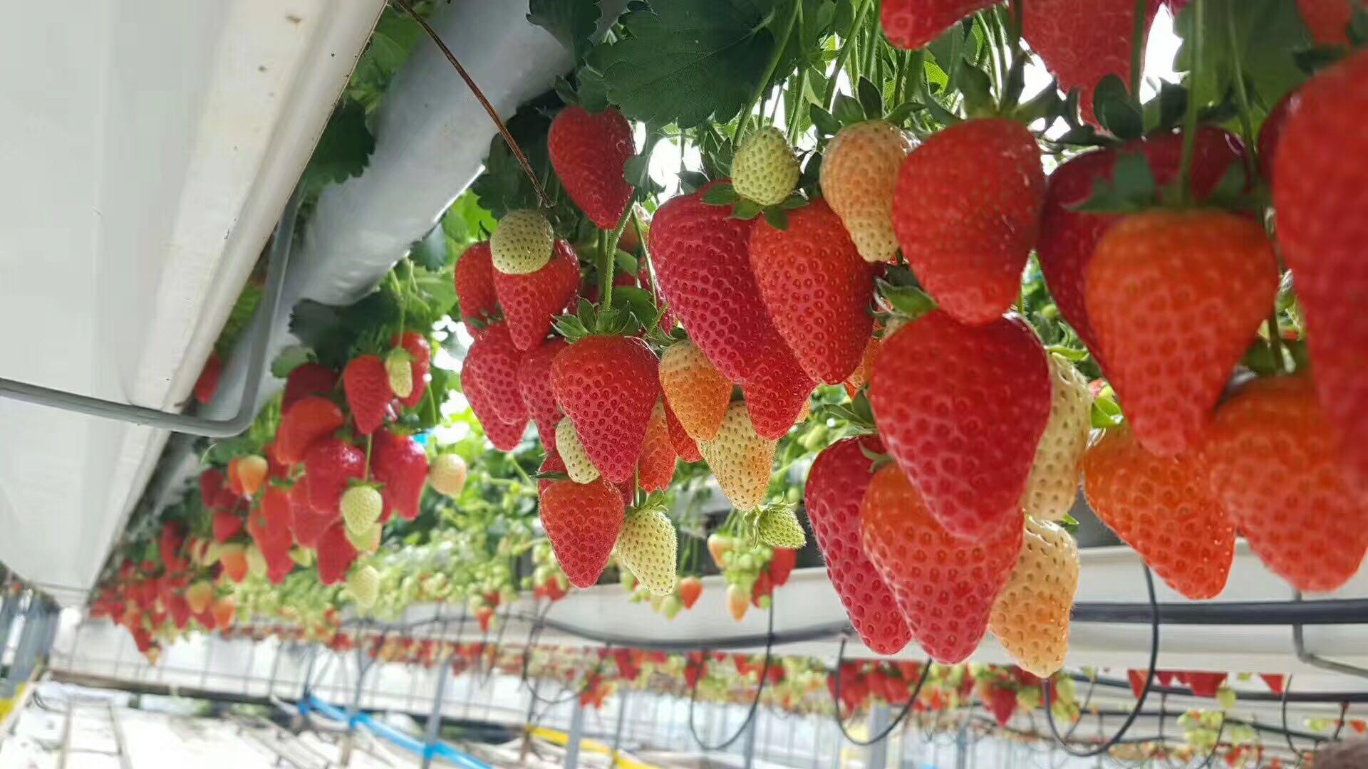 啄木鸟footballer 因此戏称他为“啄木鸟”