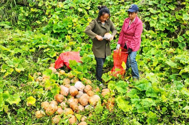 在线播放无码字幕亚洲