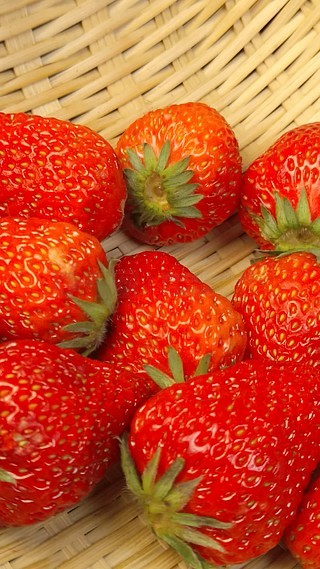 啄木鸟校园系列