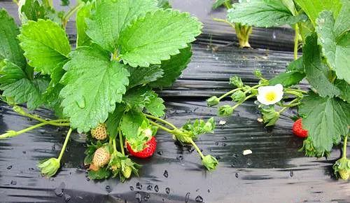 黑料社区猎奇 需要明确指出的社区是