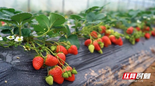 色男人皇宫2地址