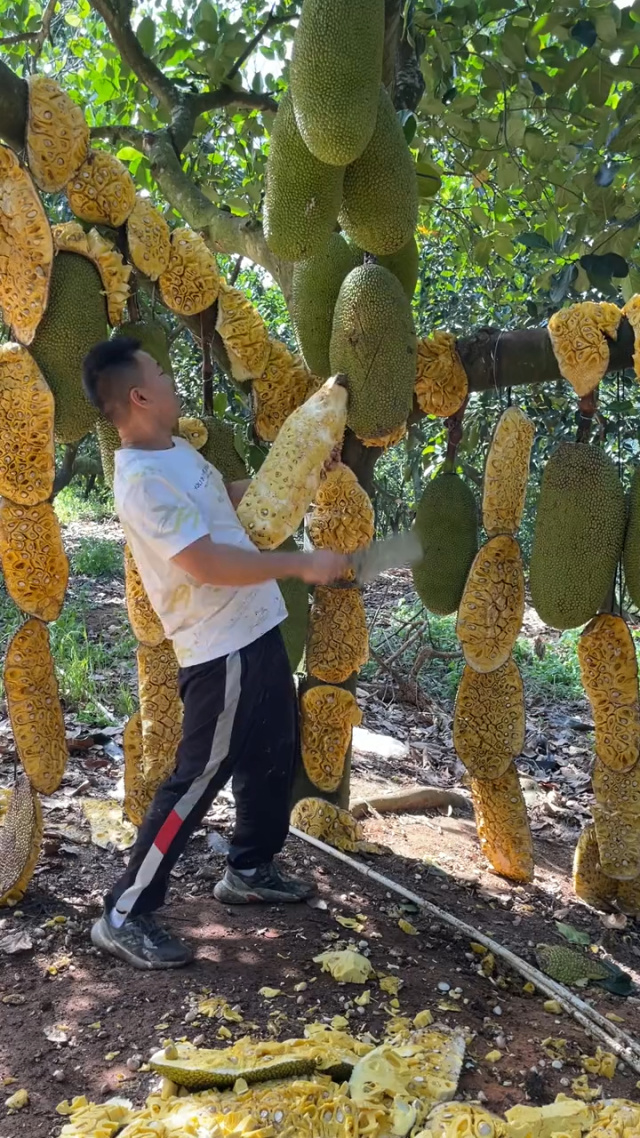 anastangle视频 视频复杂交织的视频线条图案