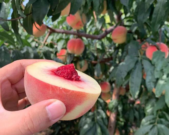 重庆迪正文化传播有限责任公司 招标