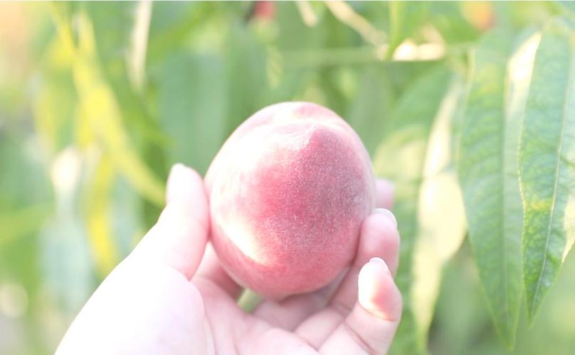 人人澡人人爽人人精品