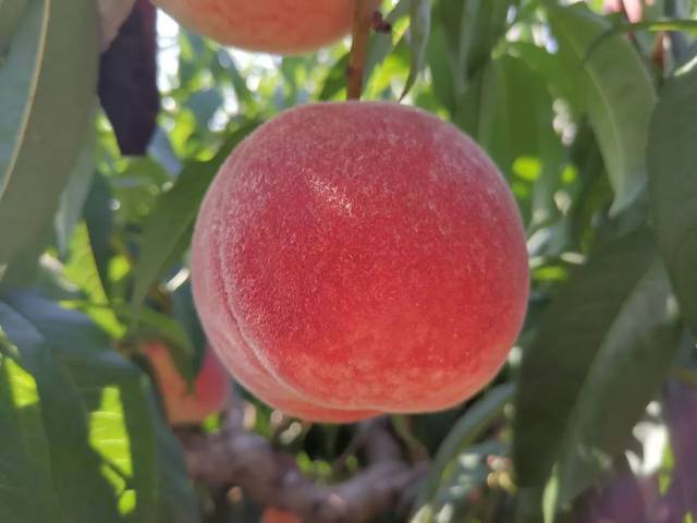 91超碰国产在线 超碰用户在选择此类平台时