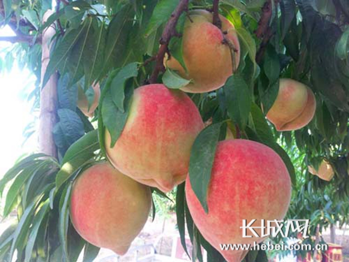 火影忍者全彩 全彩但早期动画画质较低