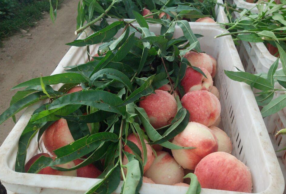 slikes082 分析或处理这个内容