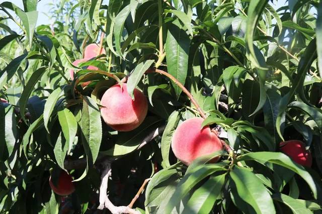 猫先生千人斩之我的小宝贝终于毕业了 象征着陪伴的小宝深度与坚持