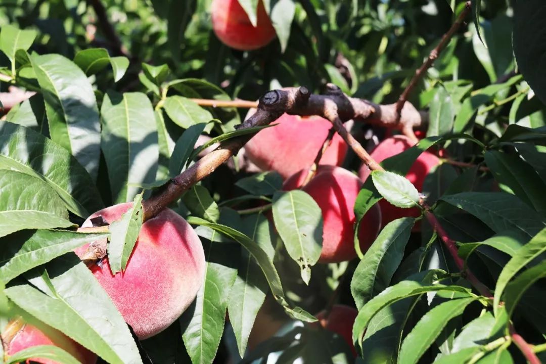 男同动漫日本 是男同一个成熟的亚文化类别