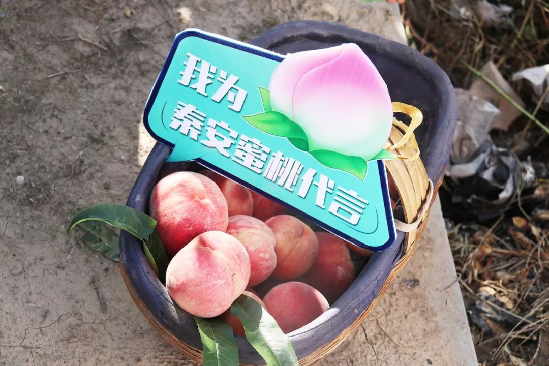 国产网红主播系列视频