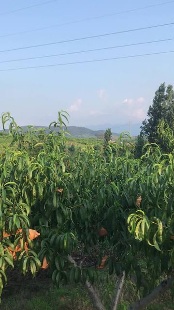 女技师无限臀山