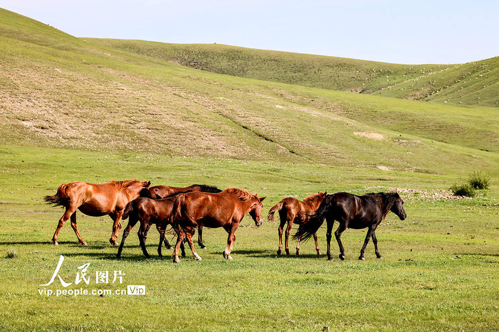 星崎未来在线视频