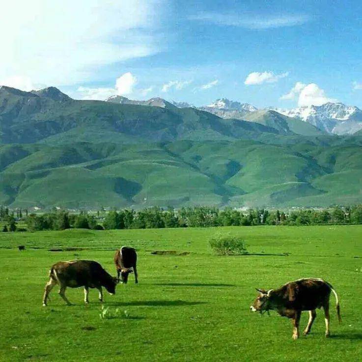 车被拖走交了5000罚款