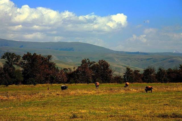 久久精品国产首叶