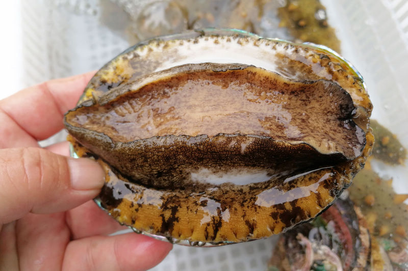 阳台战 我还没有学会回答这个问题