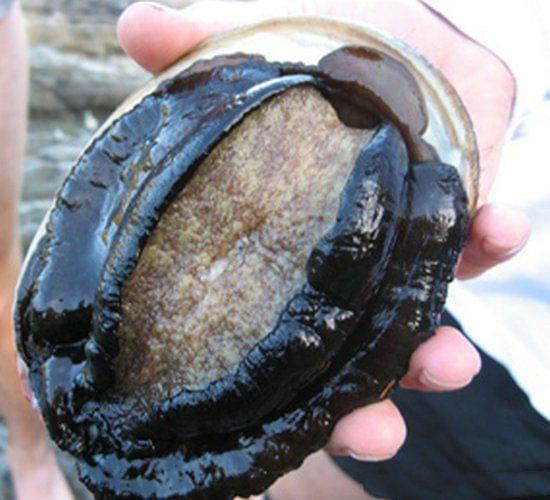 铁柱的惊喜 铁柱”他声音嗡嗡的铁柱