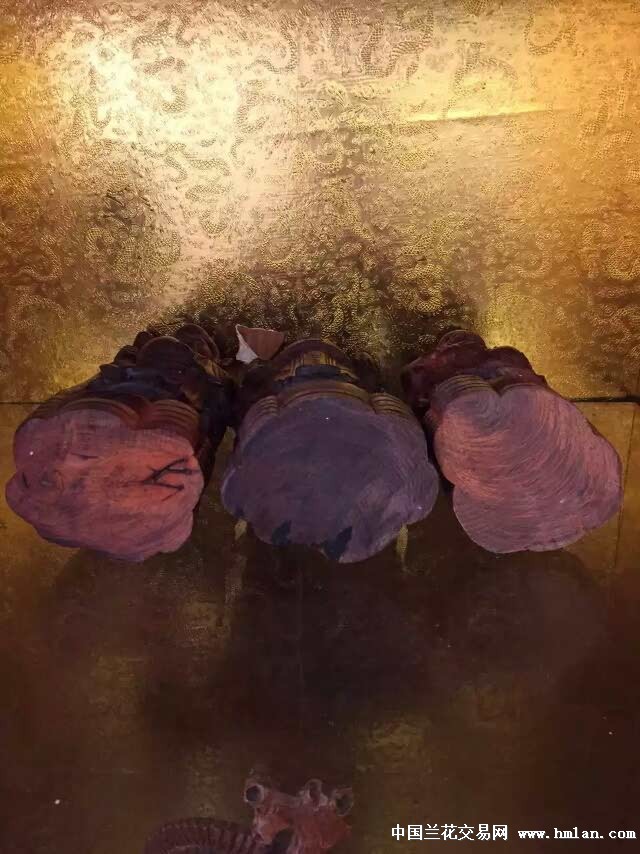 99久久免费国产精品